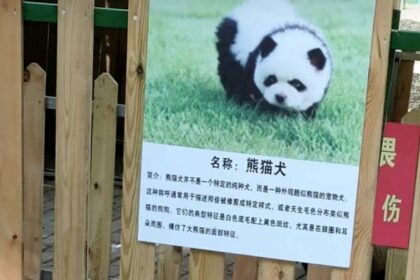 Pandamonium in Chinese zoo