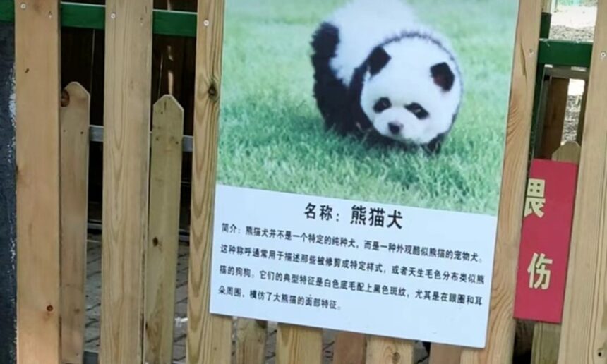 Pandamonium in Chinese zoo