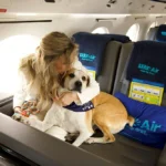 No cattle class for these pampered pooches