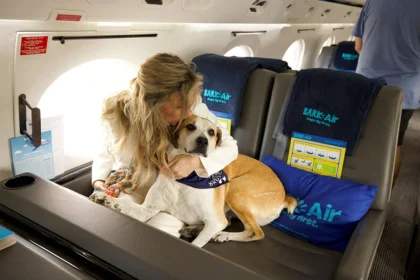 No cattle class for these pampered pooches