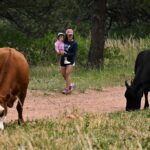 Why you might have to share the trail with cows while hiking on Colorado’s public lands