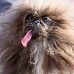 World’s Ugliest Dog 2024: Wild Thang