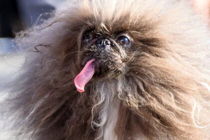 World’s Ugliest Dog 2024: Wild Thang