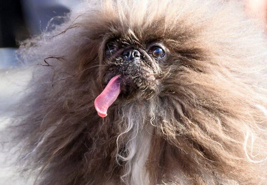 World’s Ugliest Dog 2024: Wild Thang