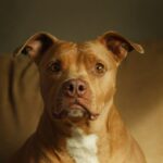 Aurora voters set to decide pit bull ban’s fate after judge rejected City Council’s repeal