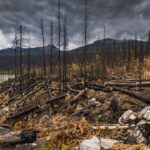 Canada’s Jasper National Park Closed Amid Massive Wildfires