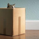 Grey cat peeking out from inside a cardboard box in a house