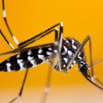 Travelling to a European country with dengue? Top tips to keep tiger-mosquitoes at bay