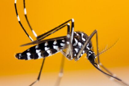 Travelling to a European country with dengue? Top tips to keep tiger-mosquitoes at bay