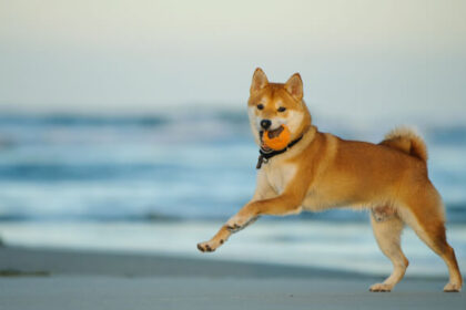 Crypto price outlooks: Ripple XRP, Shiba Inu, iDEGEN