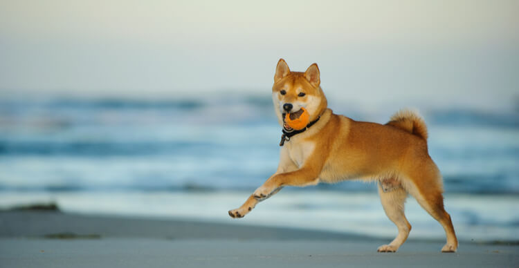 Crypto price outlooks: Ripple XRP, Shiba Inu, iDEGEN