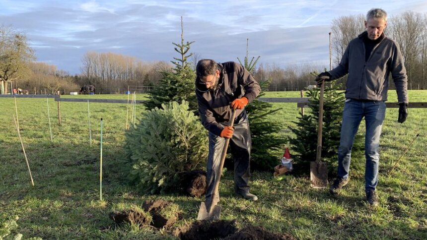 Fact-check: Is a real or artificial Christmas tree better for the environment?