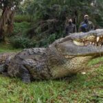 Henry the giant crocodile celebrates 124th birthday after siring 10,000 babies