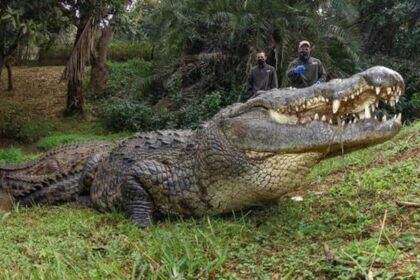 Henry the giant crocodile celebrates 124th birthday after siring 10,000 babies