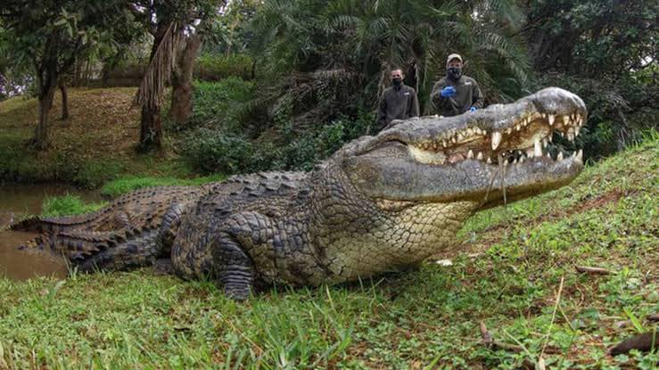 Henry the giant crocodile celebrates 124th birthday after siring 10,000 babies