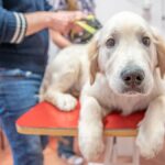 How the pet industry is mobilising billions