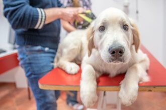 How the pet industry is mobilising billions