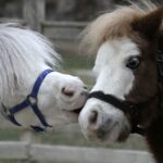 Miniature therapy horses bring joy to Athens’ vulnerable communities