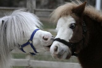 Miniature therapy horses bring joy to Athens’ vulnerable communities