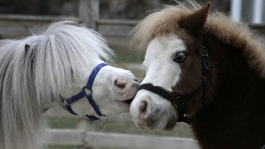 Miniature therapy horses bring joy to Athens’ vulnerable communities