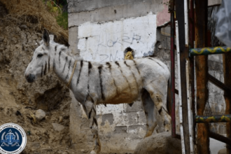 Tijuana's famous 'Zonkeys' find new home at Ranch near Ensenada