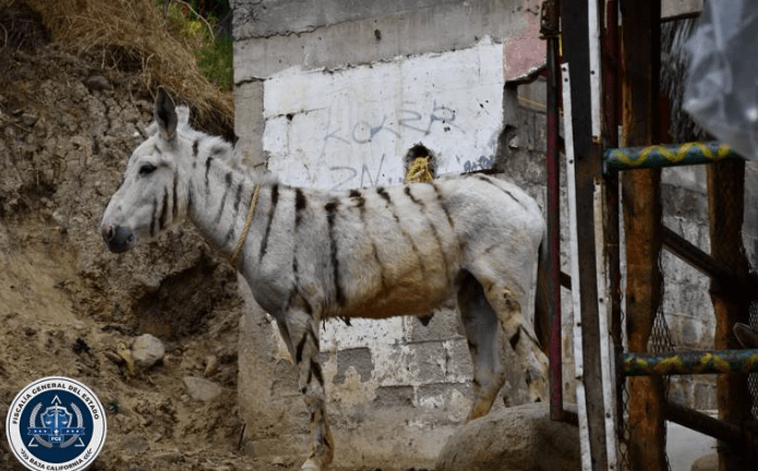 Tijuana's famous 'Zonkeys' find new home at Ranch near Ensenada