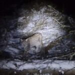 One of four lynx captured in the Scottish Highlands dies