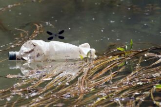 Nearly a quarter of animals living in ‘fragile’ freshwater ecosystems threatened with extinction